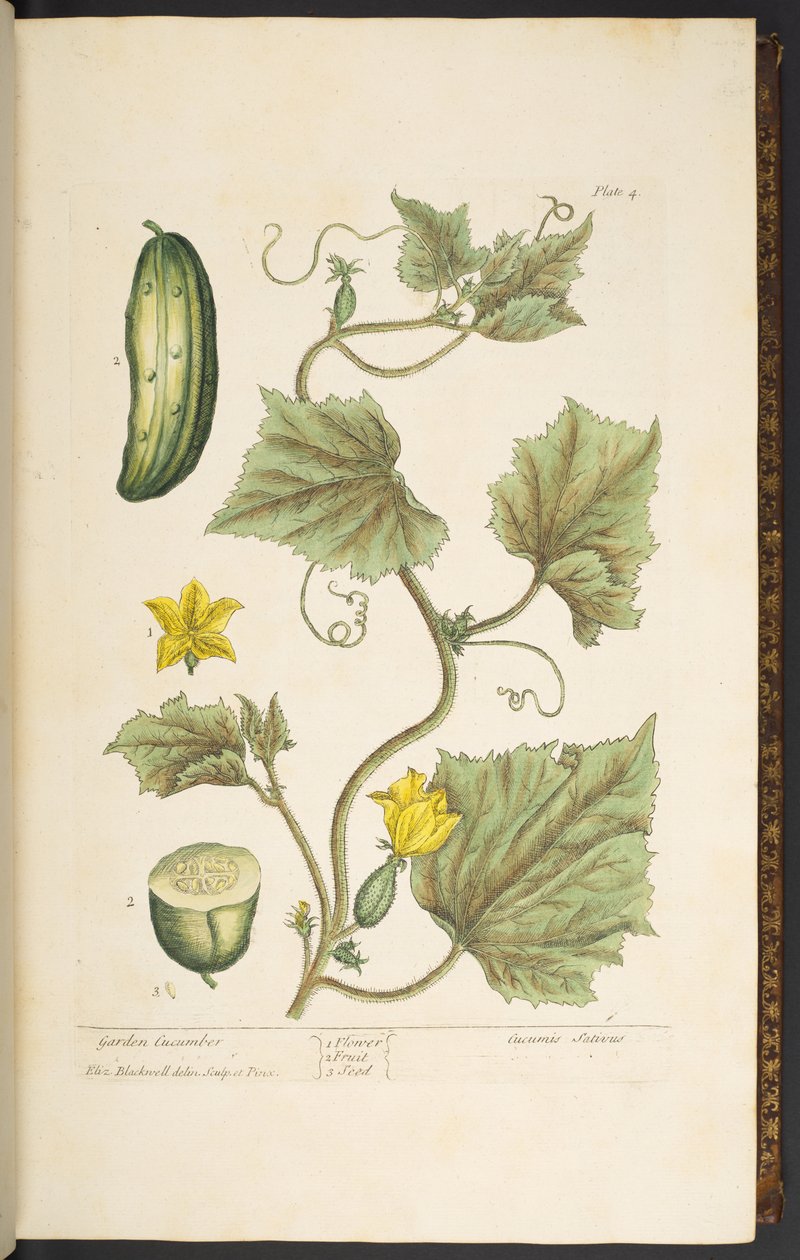 Placa 4, pepino de jardín, de 