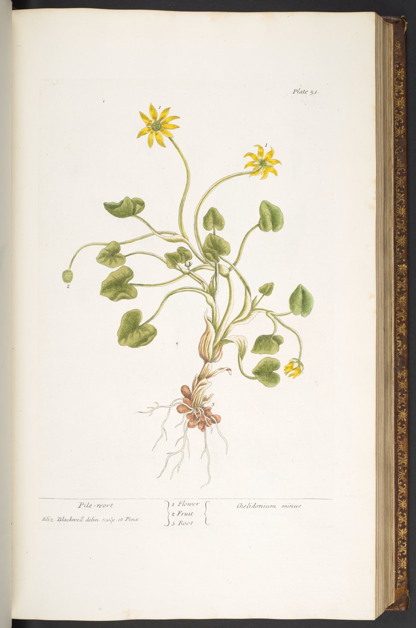 Placa 51, Pile-Wort, de 