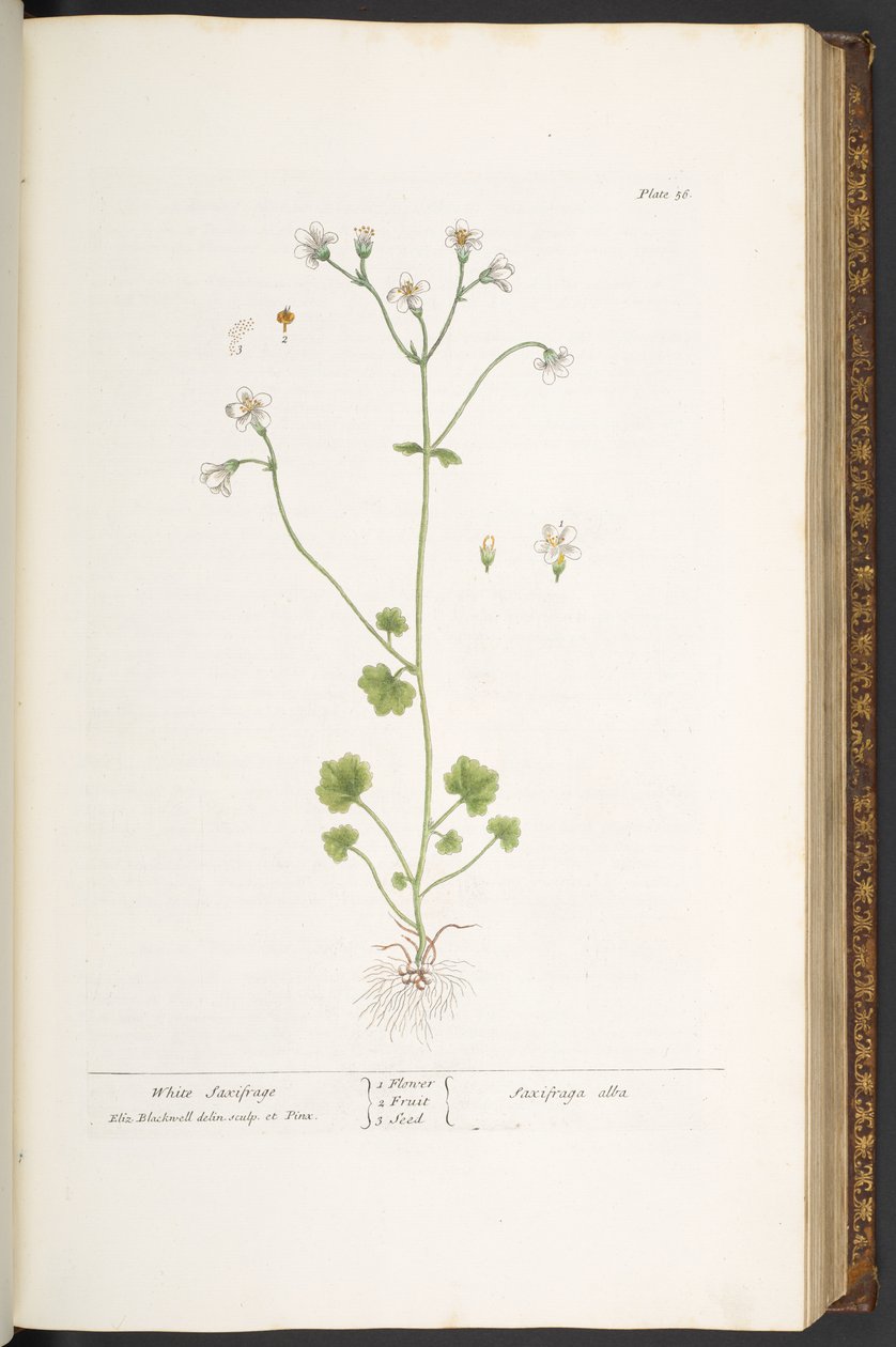 Placa 56, saxifraga blanca, de 