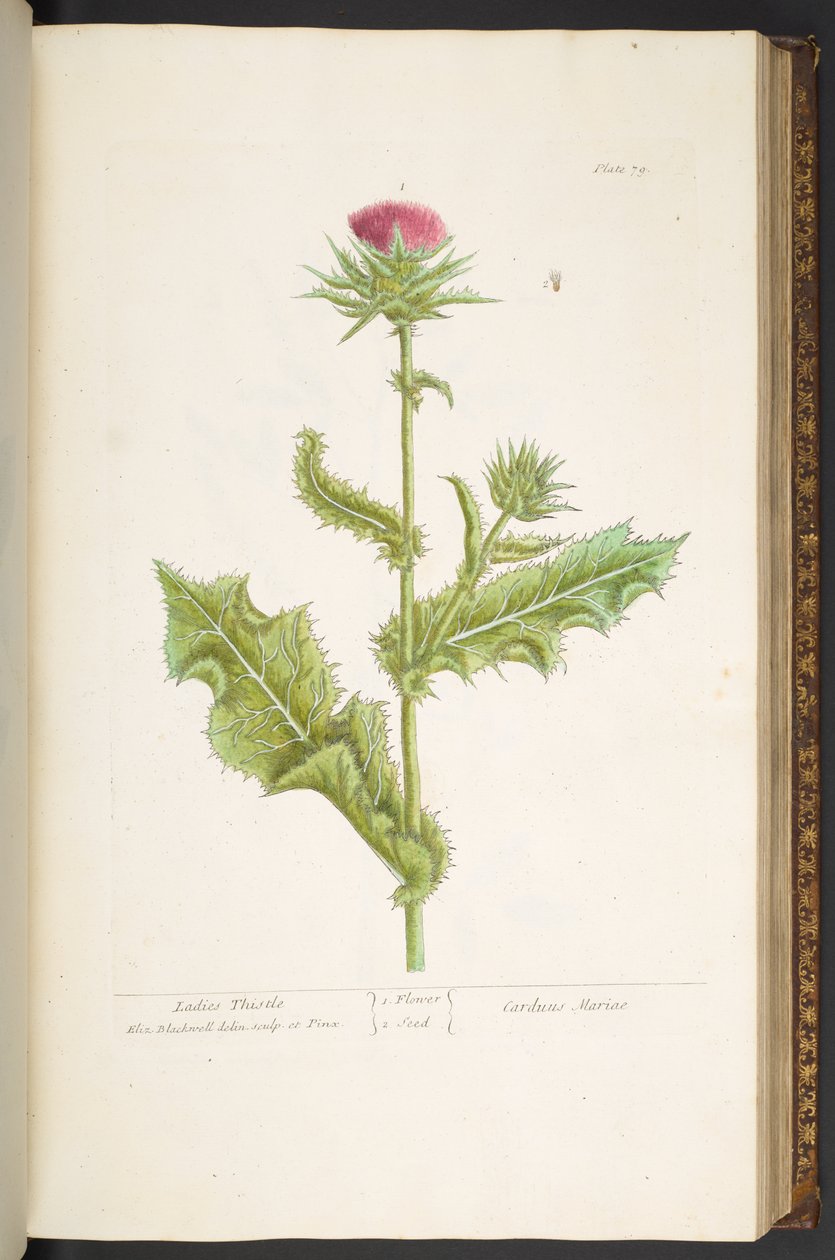 Placa 79, Ladies Thistle, de 