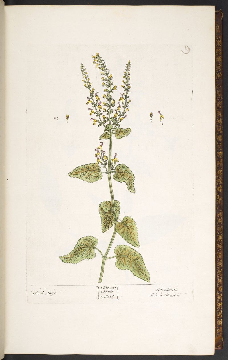 Placa 9, salvia de madera, de 