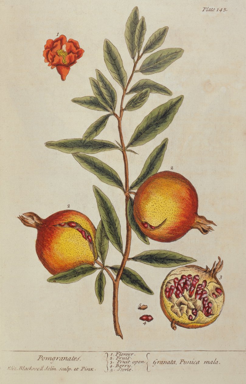 Punica granatum, de Una Hierba Curiosa, 1782 de Elizabeth Blackwell