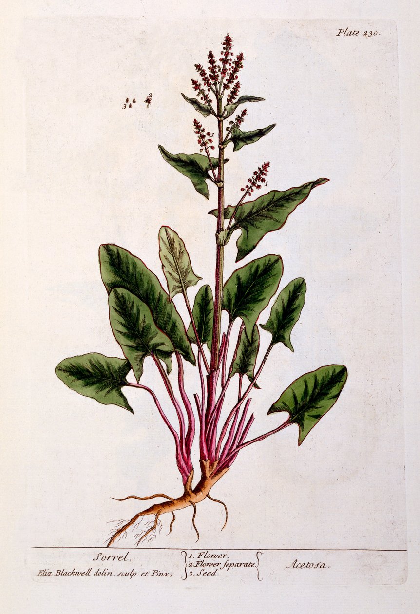 Acedera, lámina 230 de 