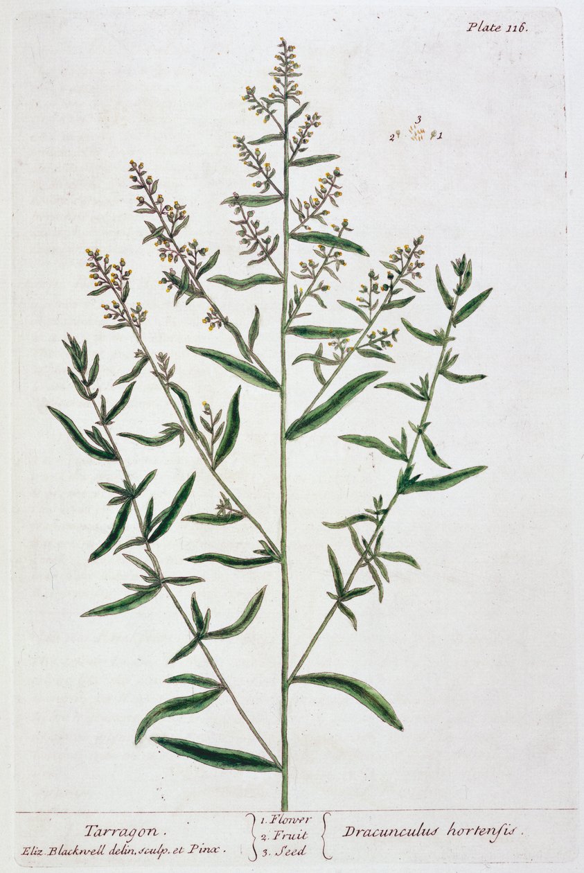 Estragón, 1782 de Elizabeth Blackwell