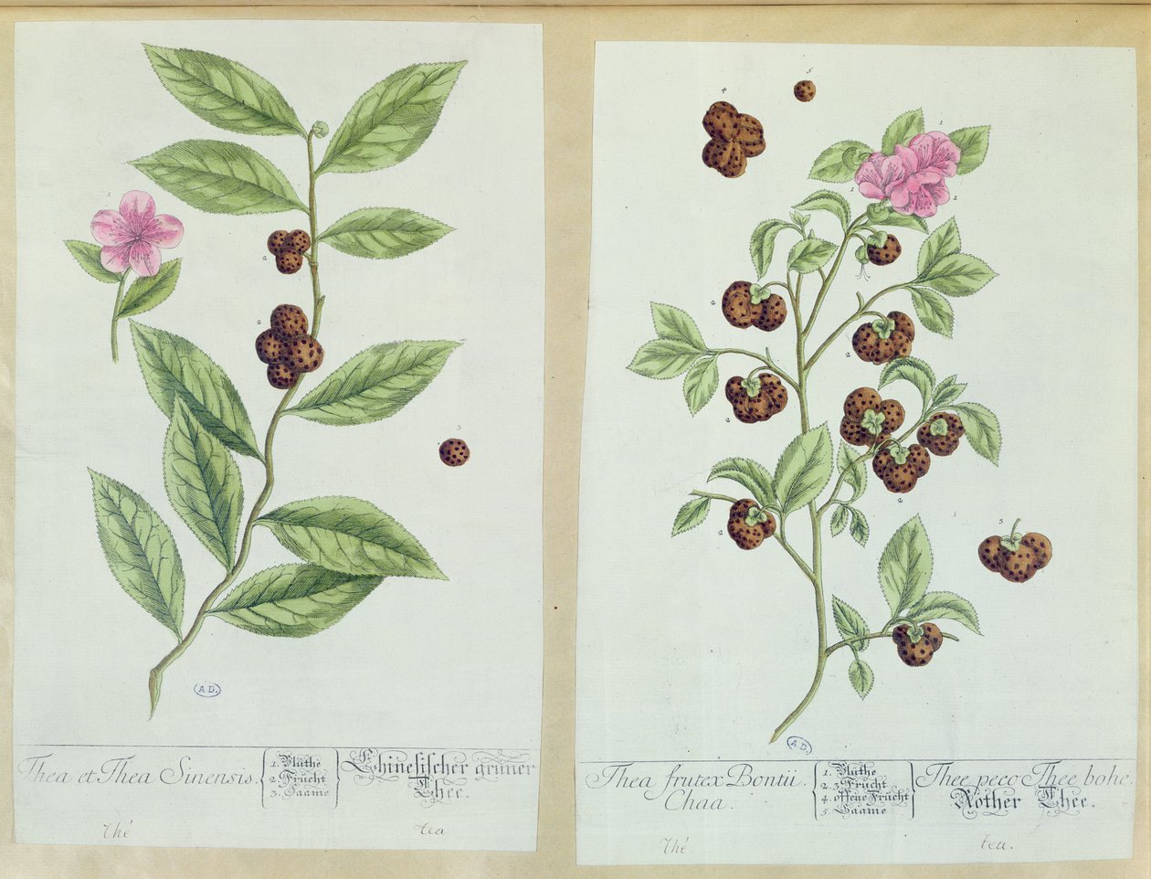 Té y té de China, lámina de 