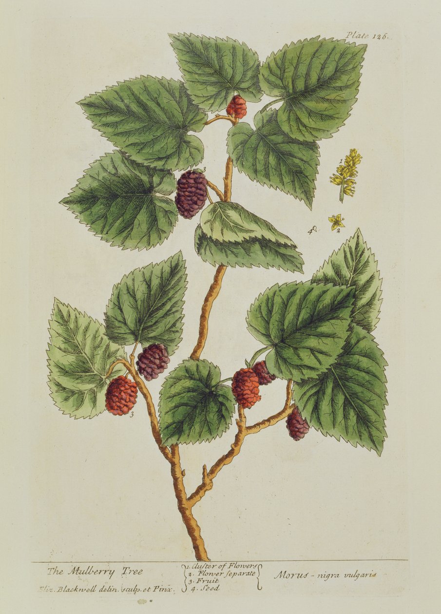 El árbol de morera, lámina 126 de 