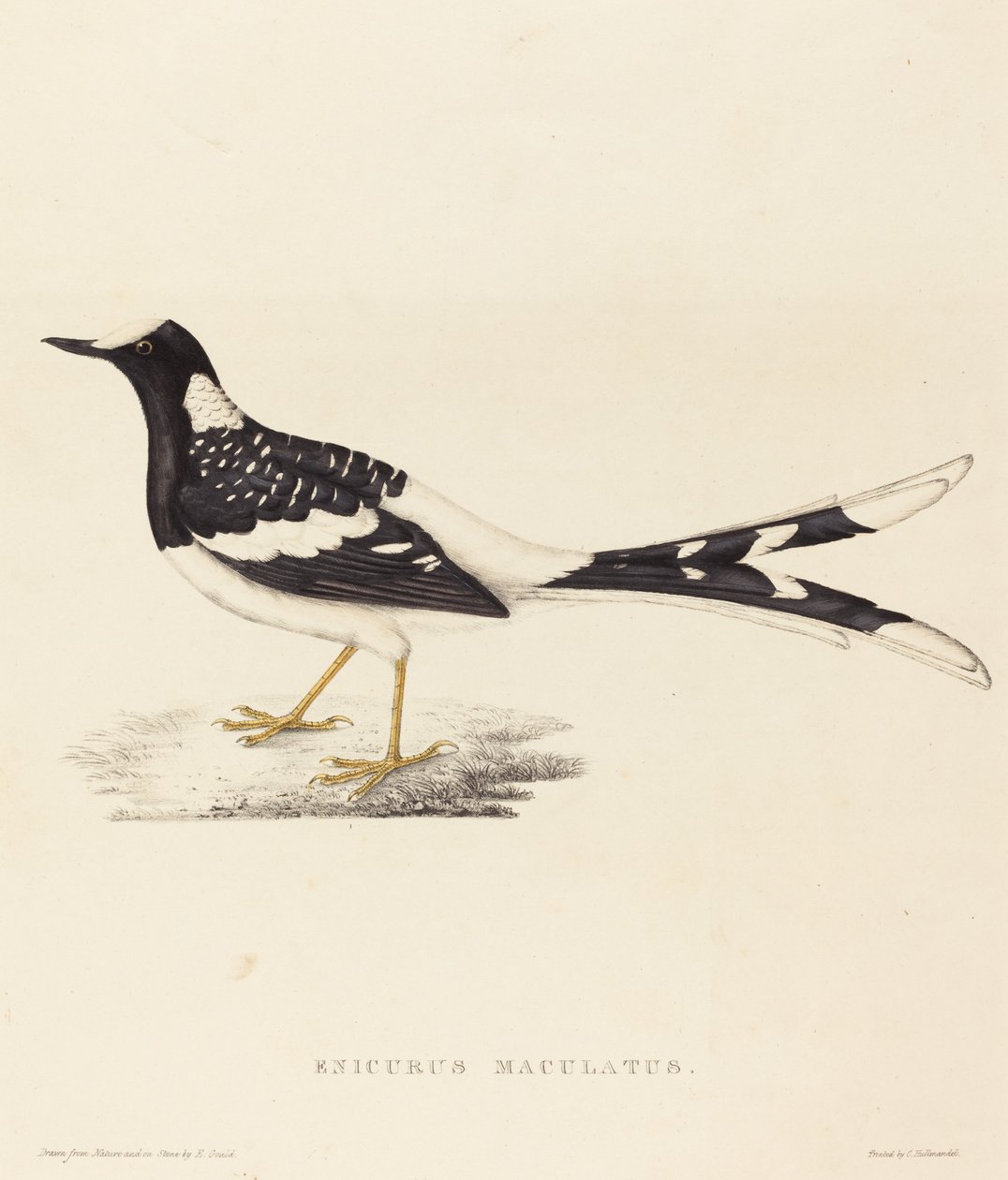 Enicurus Maculatus (Cola de tijera manchada) de Elizabeth Gould
