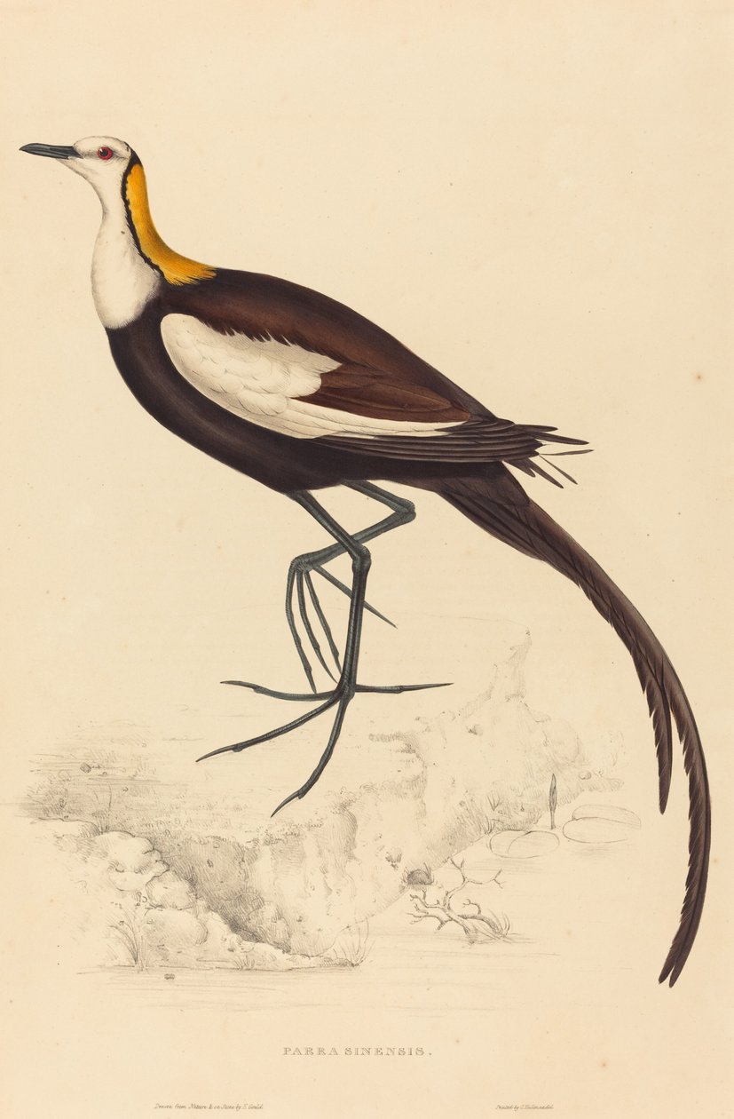 Parra Sinensis (Jacana de Cola de Faisán) de Elizabeth Gould