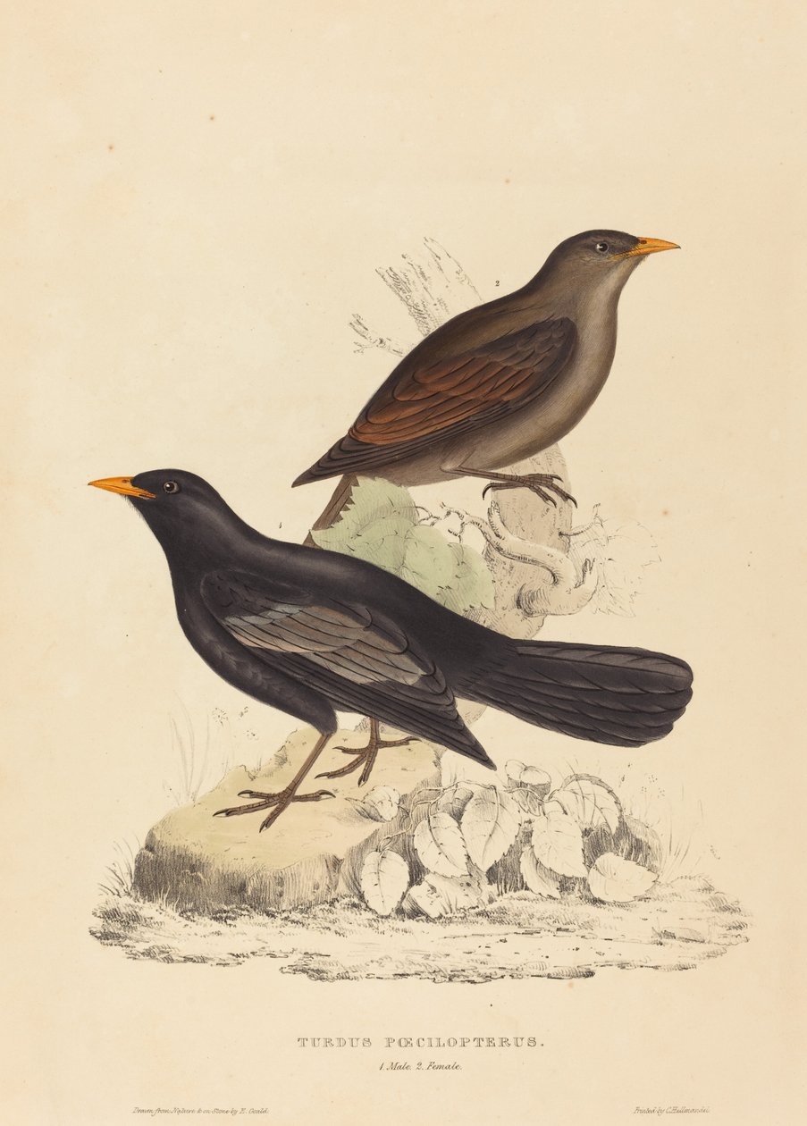Zorzal azteca de Elizabeth Gould