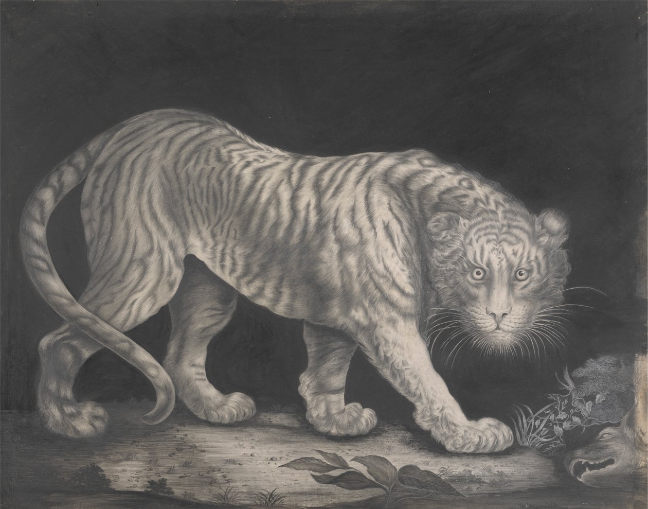 Un tigre al acecho de Elizabeth Pringle