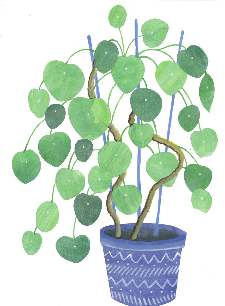 Planta pilea, 2017 (acuarela y collage) de Elizabeth Rider