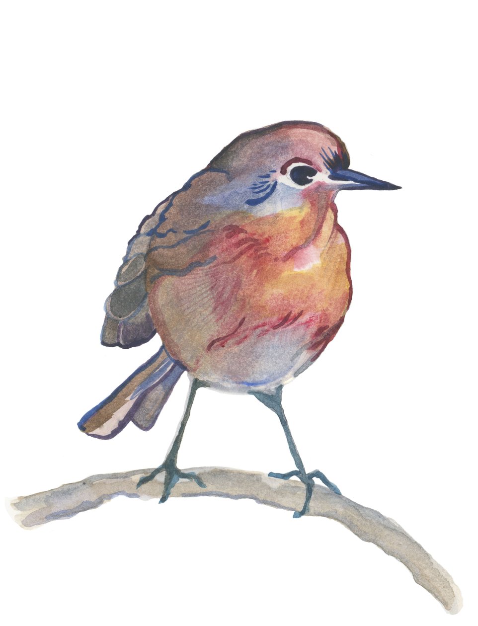 Robin, 2017 (acuarela) de Elizabeth Rider