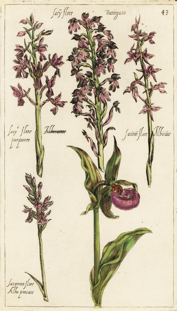 Diferentes variedades de orquídeas europeas, orquídea zapatilla de dama, Cypripedium calceolus de Emanuel Sweert