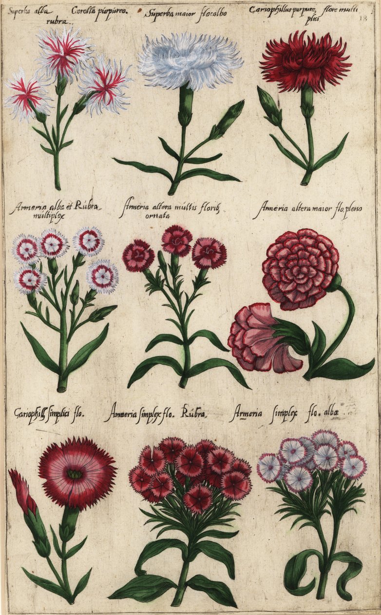Diferentes variedades de clavel, Dianthus caryophyllus de Emanuel Sweert