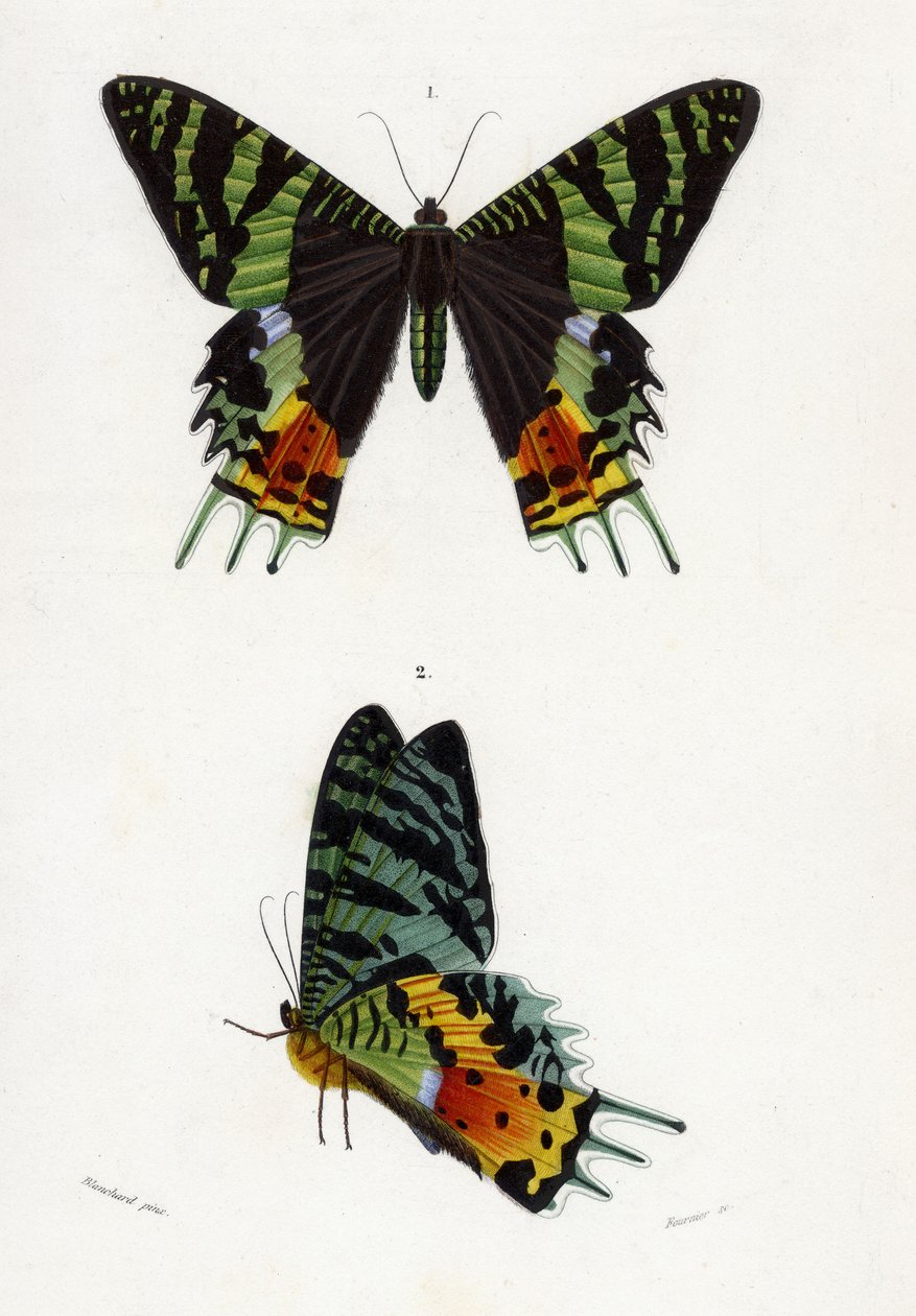 Urania Riphaeus, 1869 de Emile Theophile Blanchard