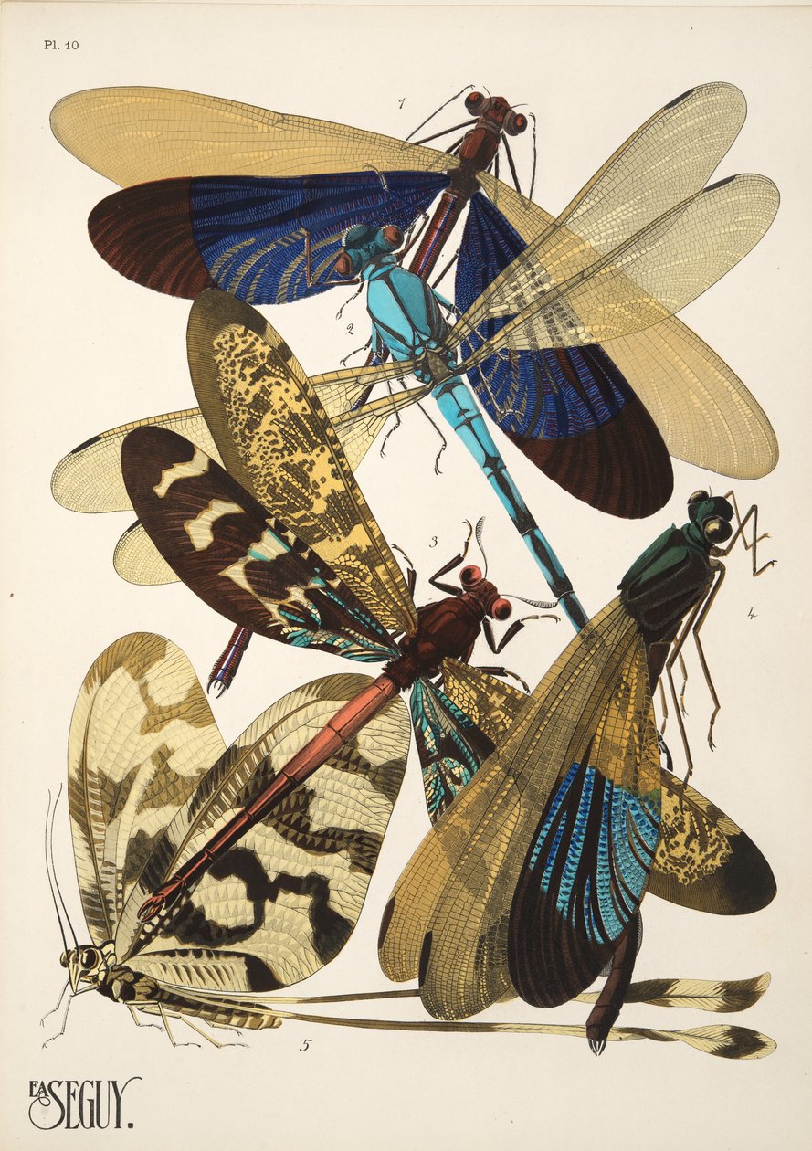 Lámina 10 de Insectes, pub. 1930 (impresión en pochoir) de Émile Allain Séguy
