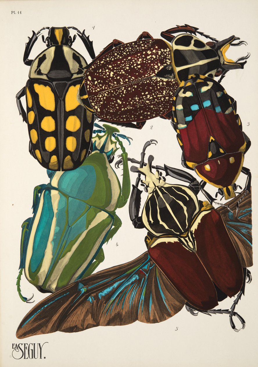 Lámina 11 de Insectes, pub. 1930 (impresión en pochoir) de Émile Allain Séguy