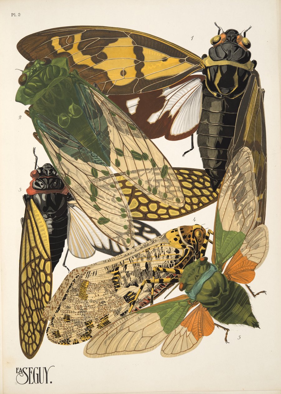 Lámina 2 de Insectes, pub. 1930 (impresión en pochoir) de Émile Allain Séguy