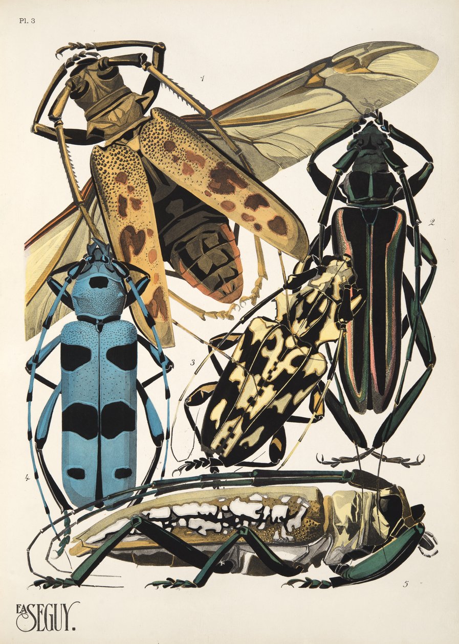 Lámina 3 de Insectes, pub. 1930 (impresión en pochoir) de Émile Allain Séguy