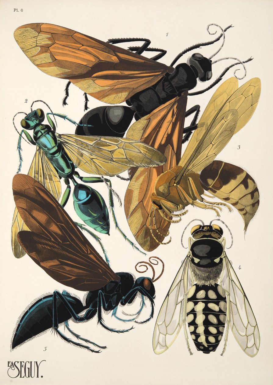 Lámina 6 de Insectes, pub. 1930 (impresión en pochoir) de Émile Allain Séguy