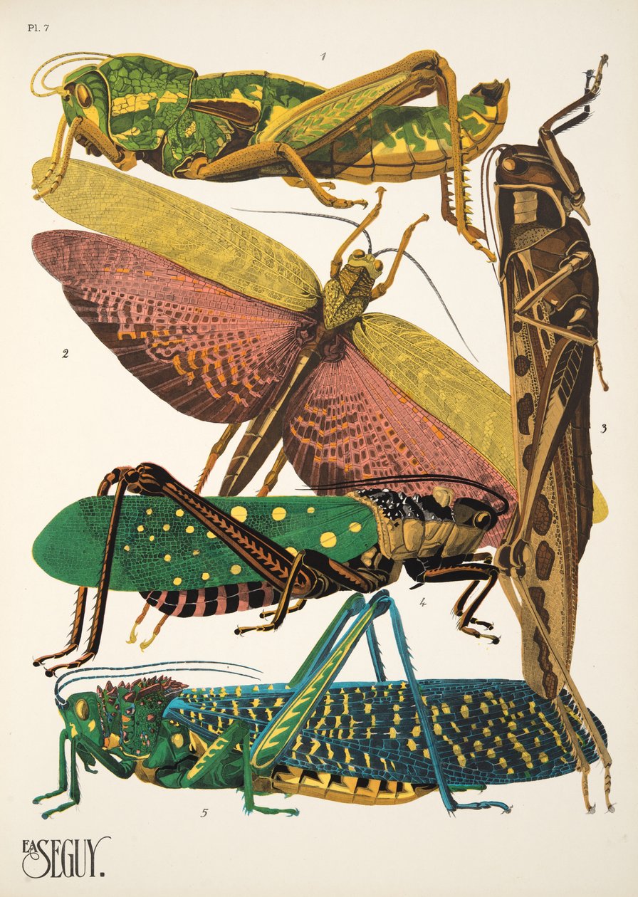 Lámina 7 de Insectos, pub. Años 30 (impresión en plantilla) de Émile Allain Séguy