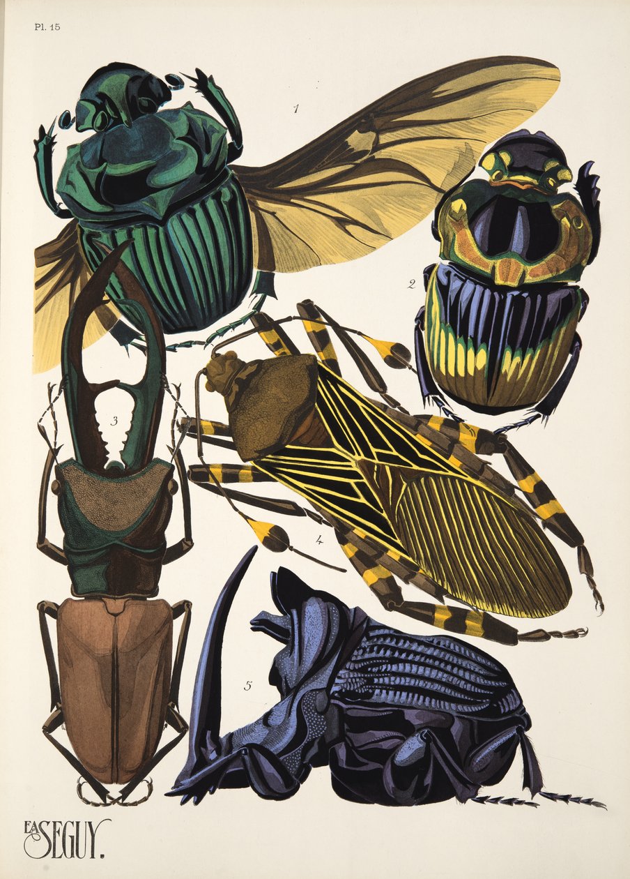Lámina 15 de Insectes, pub. 1930 (impresión en pochoir) de Émile Allain Séguy