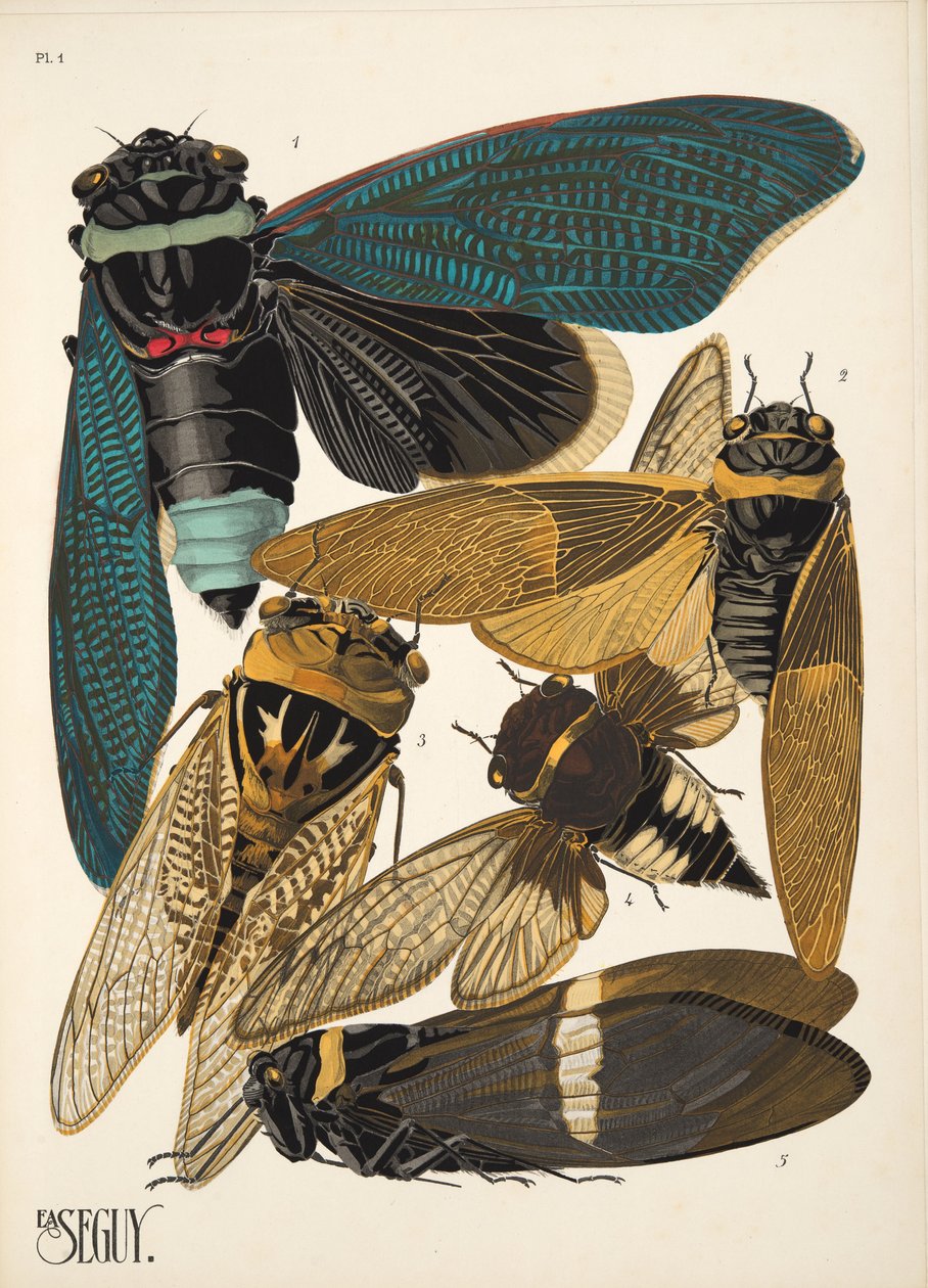 Lámina 1 de Insectes, pub. 1930 (impresión en pochoir) de Émile Allain Séguy