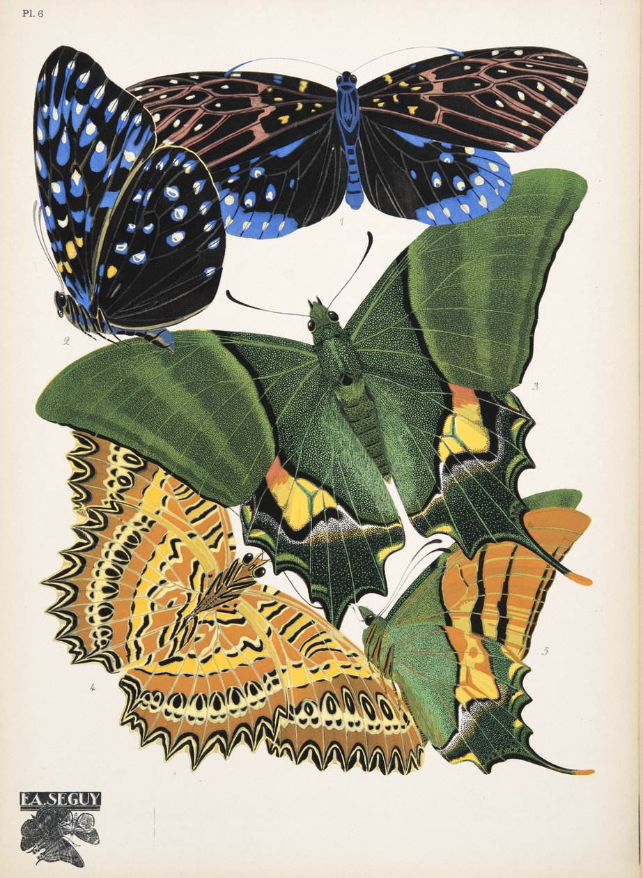 Lámina 6, de Papillons, pub. 1925 (impresión de pochoir) de Émile Allain Séguy
