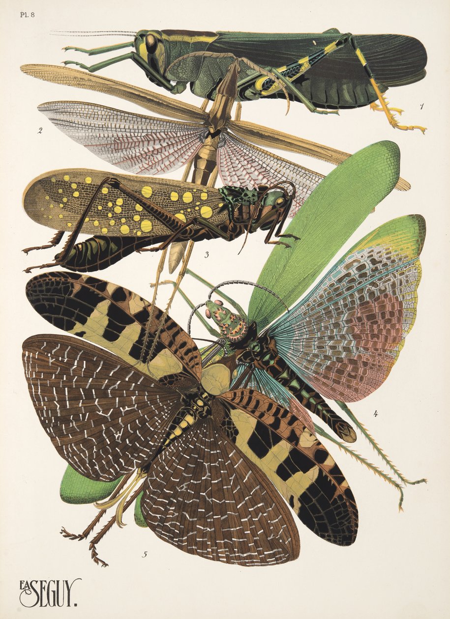 Lámina 8 de Insectos, pub. Años 30 (impresión en plantilla) de Émile Allain Séguy