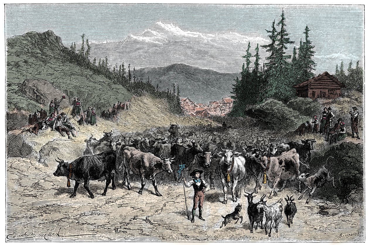 Alpes: el jodel o la partida de los rebaños (vacas, cabras) hacia los pastos. Ilustración de Emile Bayard para el libro "Las Montañas" de Albert Dupaigne, edición Mame 1881 de Emile Antoine Bayard