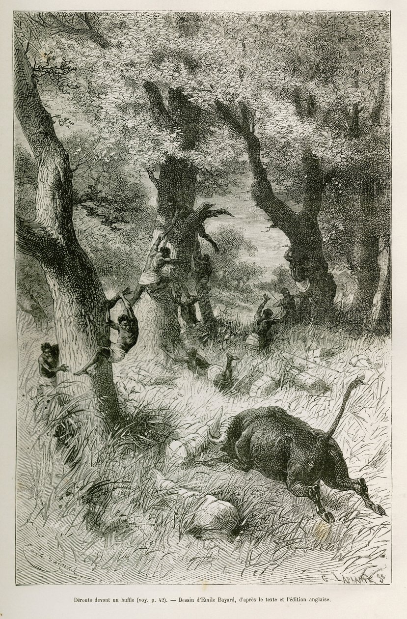 Derrota de la expedición ante la carga de un búfalo, dibujo de Emile Bayard, para ilustrar la historia: A través de África, de Zanzíbar (Tanzania) a Benguela (Angola), de 1872 a 1876, por el Teniente V.H. Cameron. Grabado en Le tour du monde de Emile Antoine Bayard