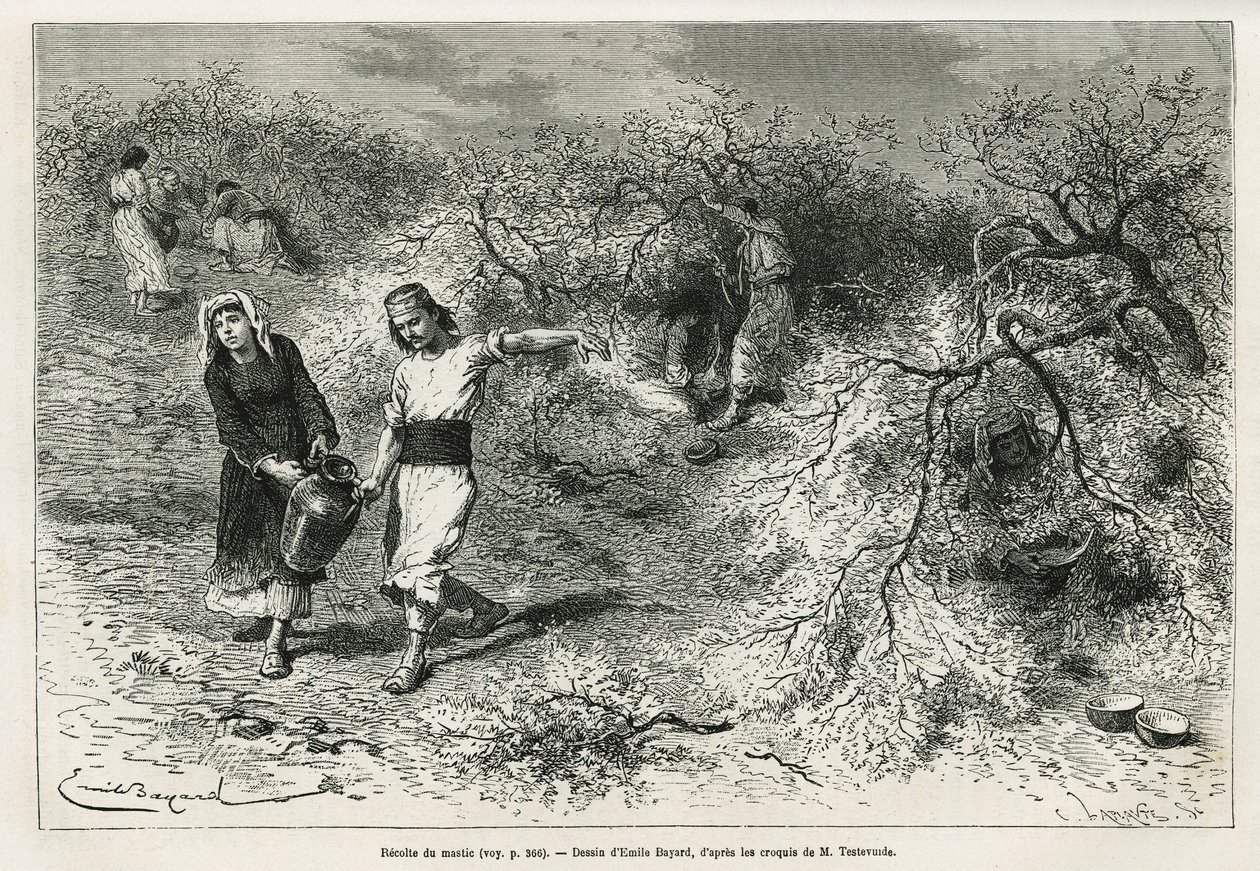 La recolección de masilla, una resina blanca de lentisco, durante la temporada de verano, es la base de la fabricación de un aguardiente anisado, dibujo de Emile Bayard, para ilustrar la historia “Isla de Chio” (Turquía Oriental), en 1877, por el Dr. A. Te de Emile Antoine Bayard