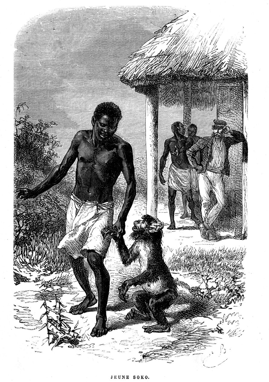 Joven mono Soko en África. Grabado por Emile Bayard (1837-1891) ilustrando las últimas historias del explorador David Livingstone de Emile Antoine Bayard