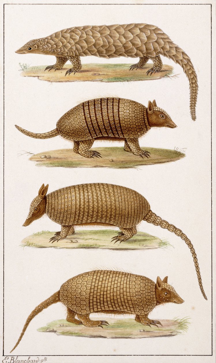Un oso hormiguero gigante y tres tipos de armadillo de Emile Theophile Blanchard