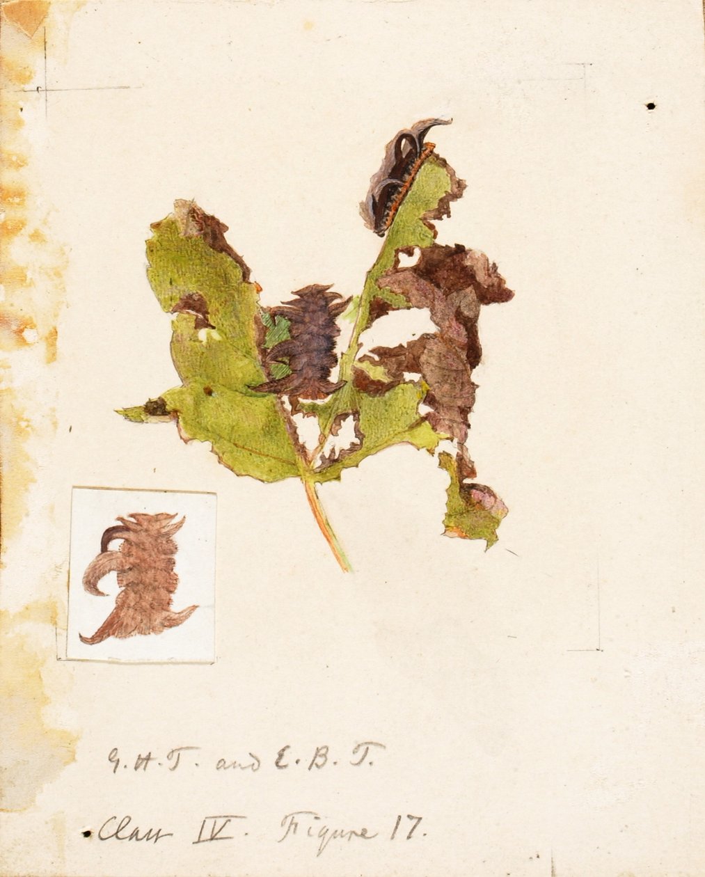 Oruga de hoja arrugada, estudio para el libro La ocultación de la coloración en el reino animal de Emma Beach Thayer