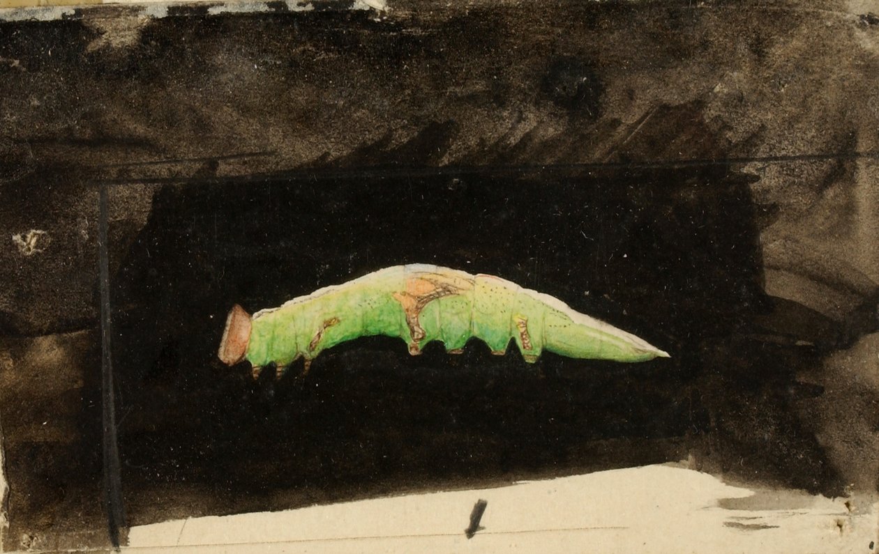 Oruga más grande del borde de la hoja de la playa manchada, estudio para el libro Ocultación de la coloración en el reino animal de Emma Beach Thayer