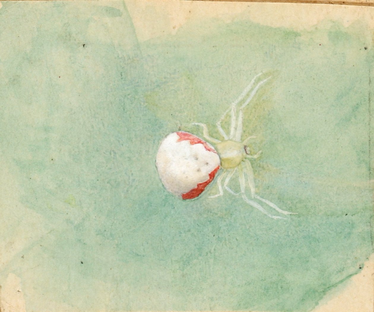 Araña de porcelana blanca de Emma Beach Thayer