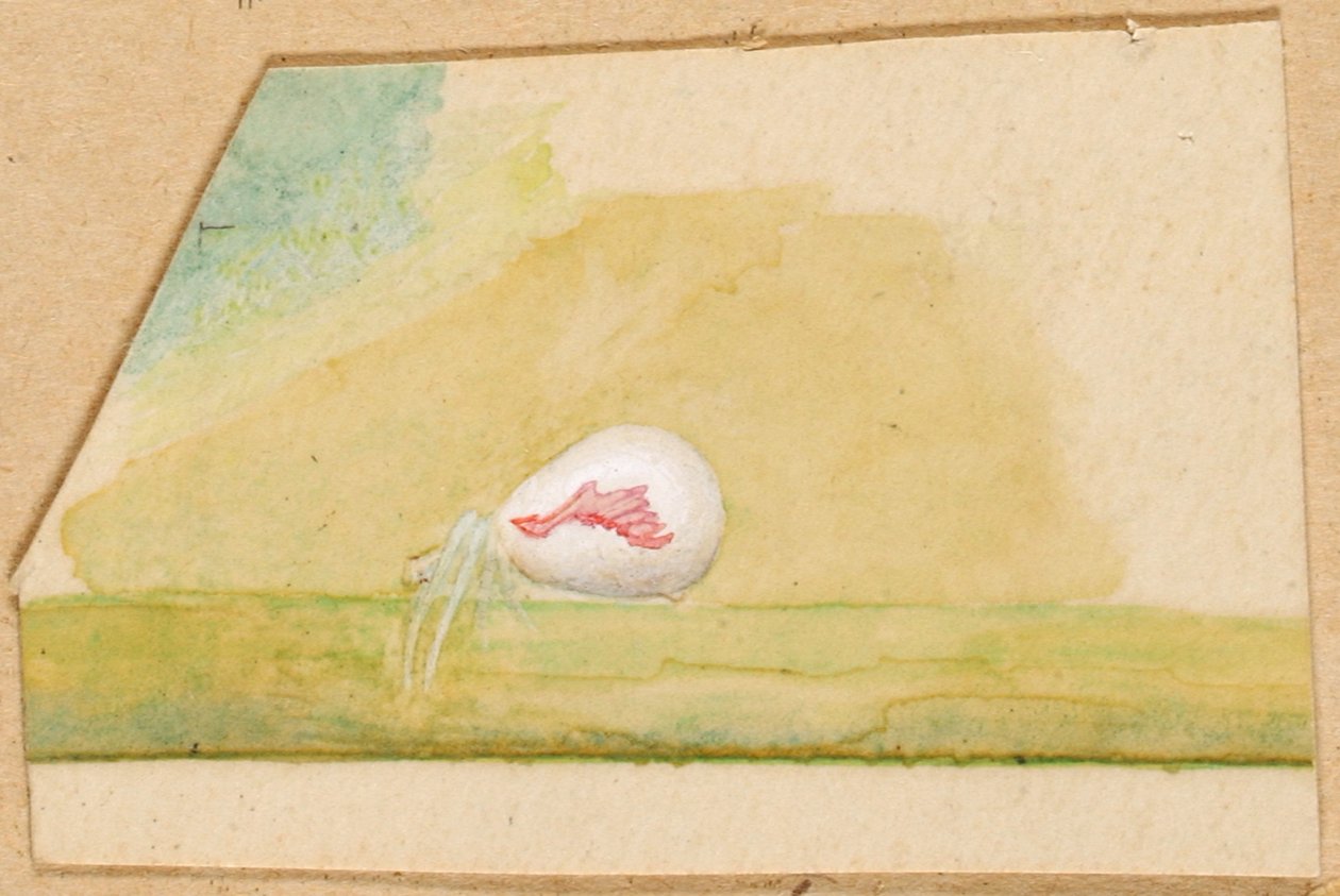 Araña blanca de porcelana, finales del siglo XIX-principios del siglo XX de Emma Beach Thayer