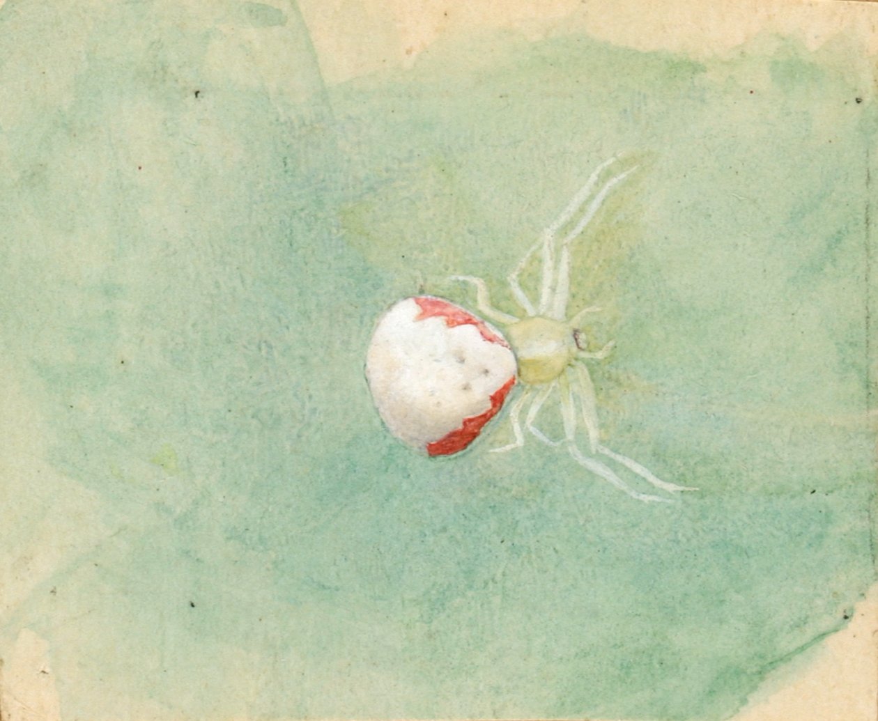 Araña blanca de porcelana de Emma Beach Thayer