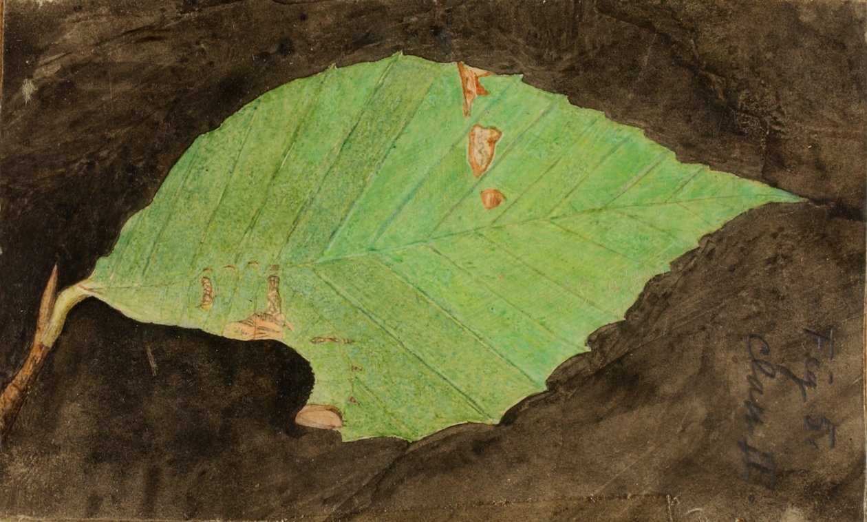 Oruga de Hoja de Playa Menor Manchada, finales del siglo XIX-principios del siglo XX de Emma Beach Thayer