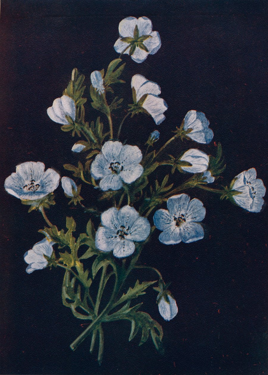 Ojos de bebé azul, c1915, 1915 de Emma Graham Clock