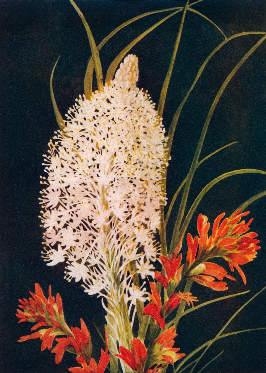Hierba Squaw y Pincel Escarlata, c1915 de Emma Graham Clock