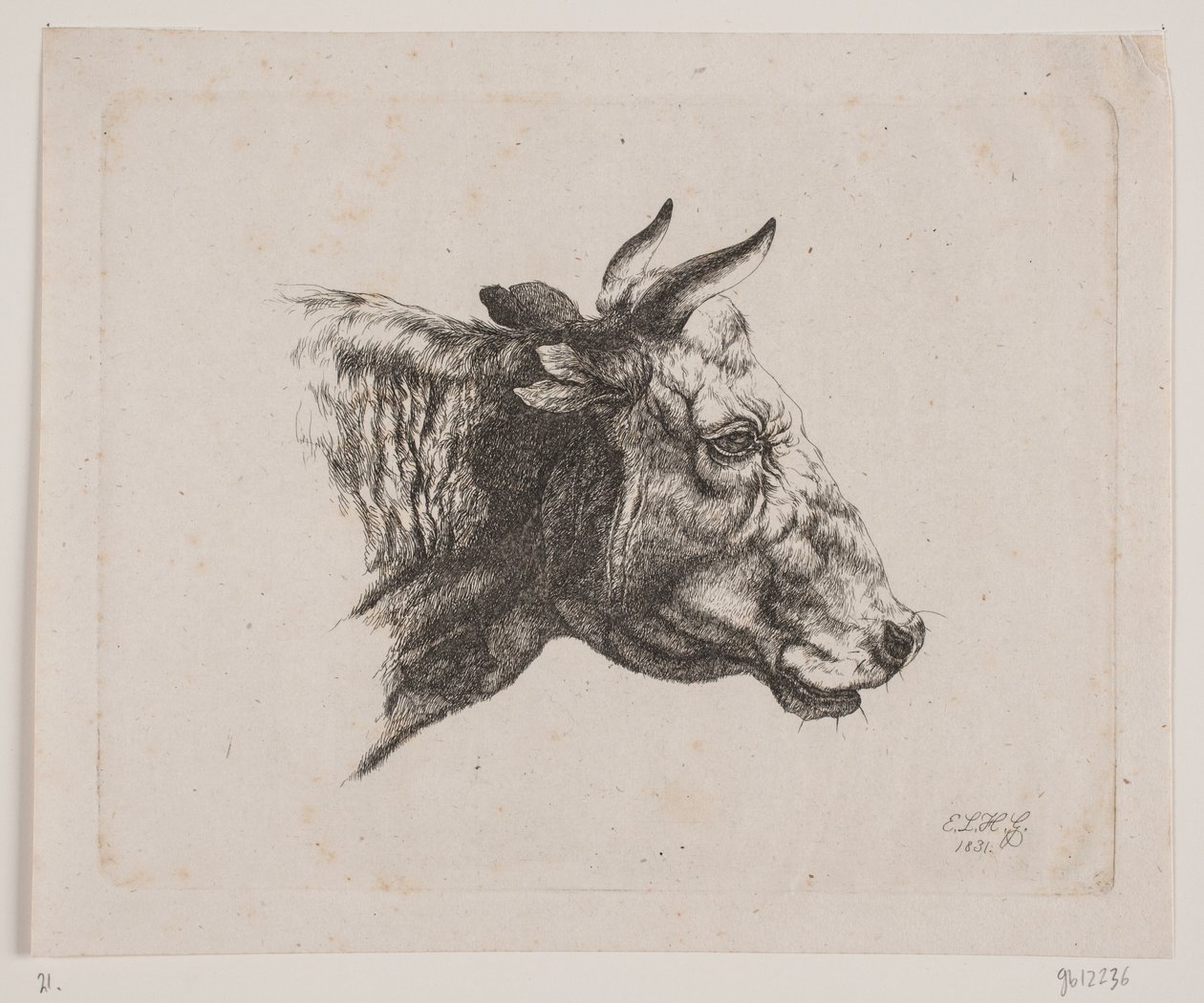 Una cabeza de vaca de Emmerik Høegh Guldberg