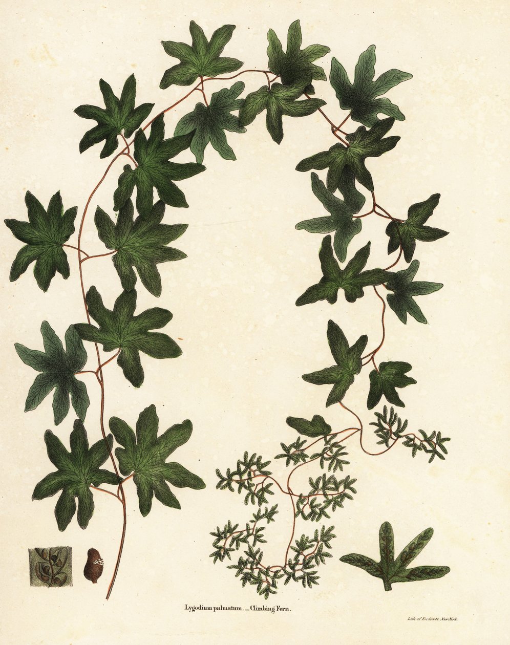 Helecho trepador americano o helecho de Hartford, Lygodium palmatum de Endicott Endicott