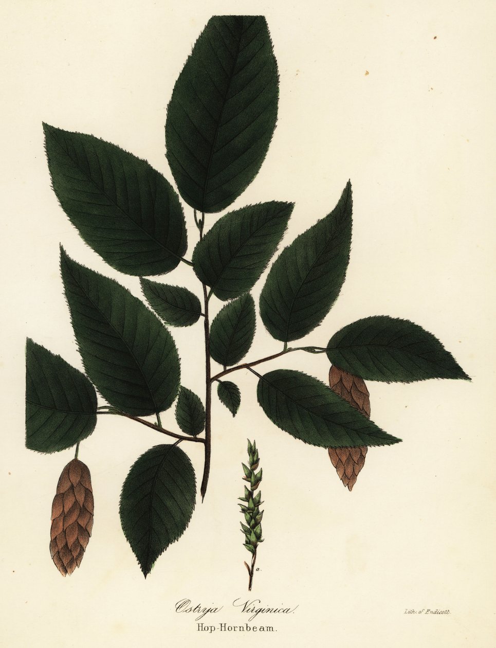 Vara de lúpulo americana, Ostrya virginiana (Hop-hornbeam, Ostrya virginica) de Endicott Endicott