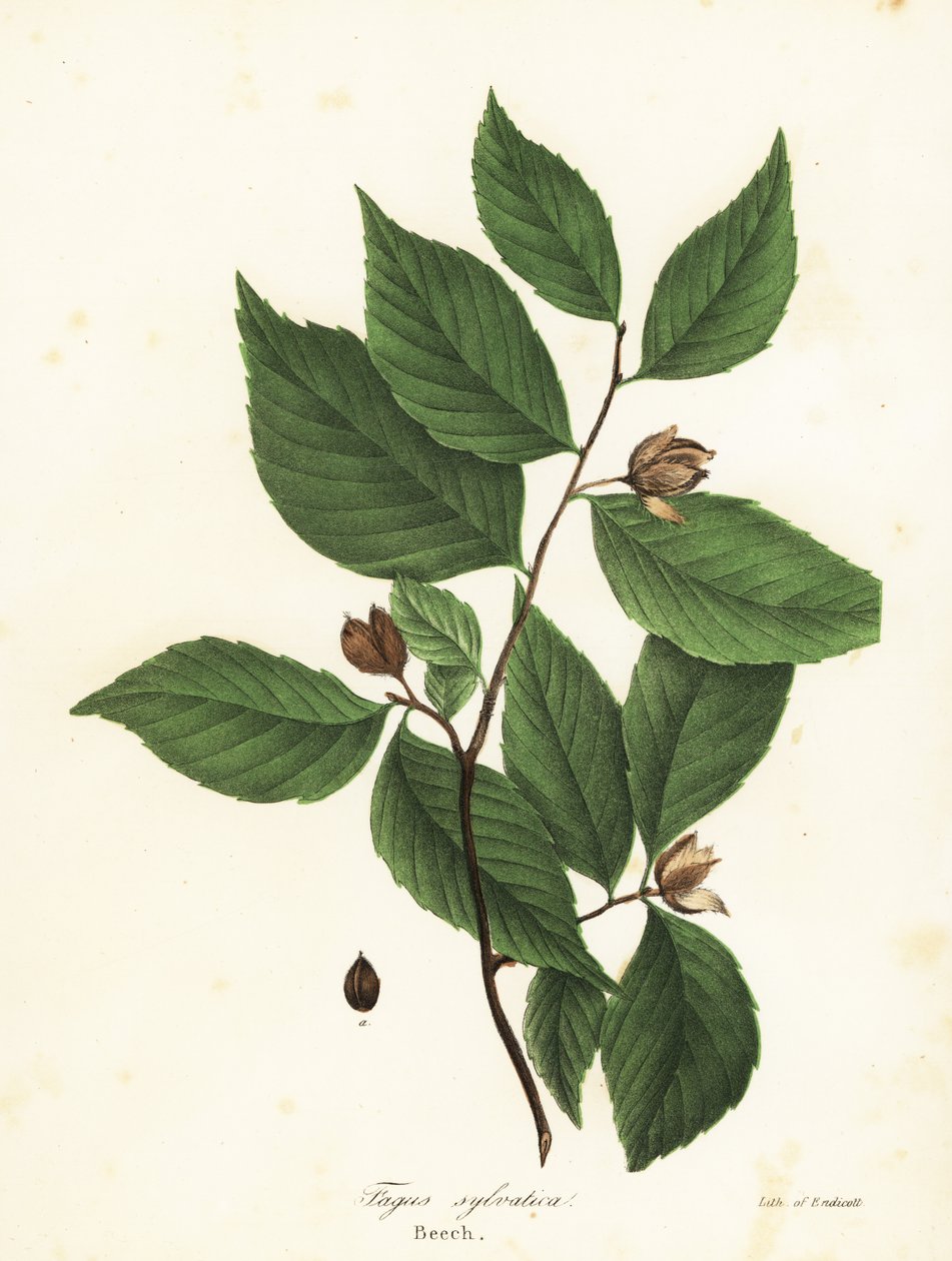Haya, Fagus sylvatica de Endicott Endicott