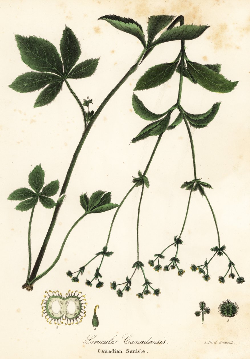 Sanícula canadiense, Sanicula canadensis de Endicott Endicott