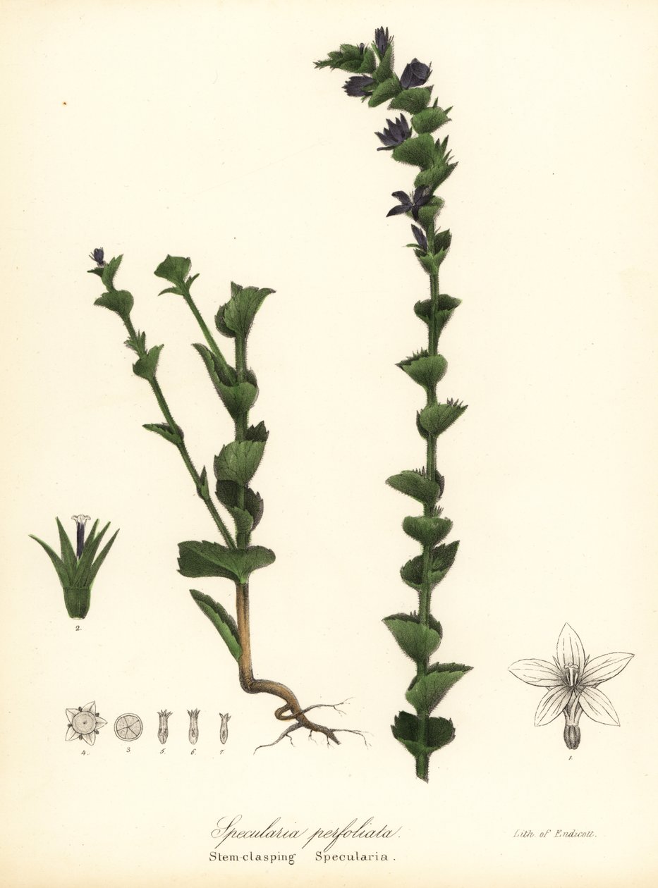 Mirlo de Venus, Triodanis perfoliata (Specularia perfoliata) de Endicott Endicott