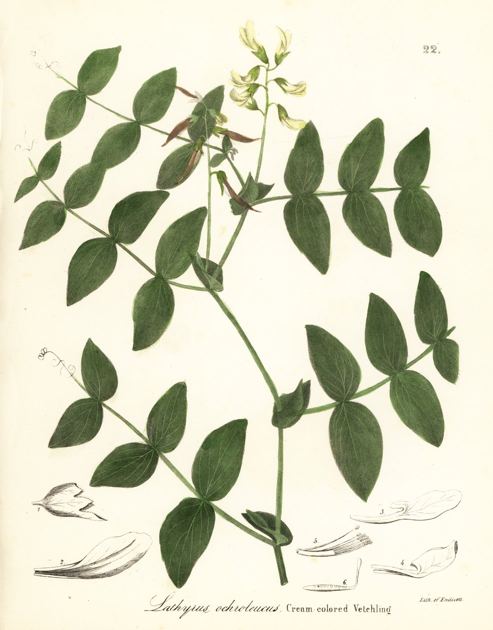 Guisante crema o veza de color crema, Lathyrus ochroleucus de Endicott Endicott