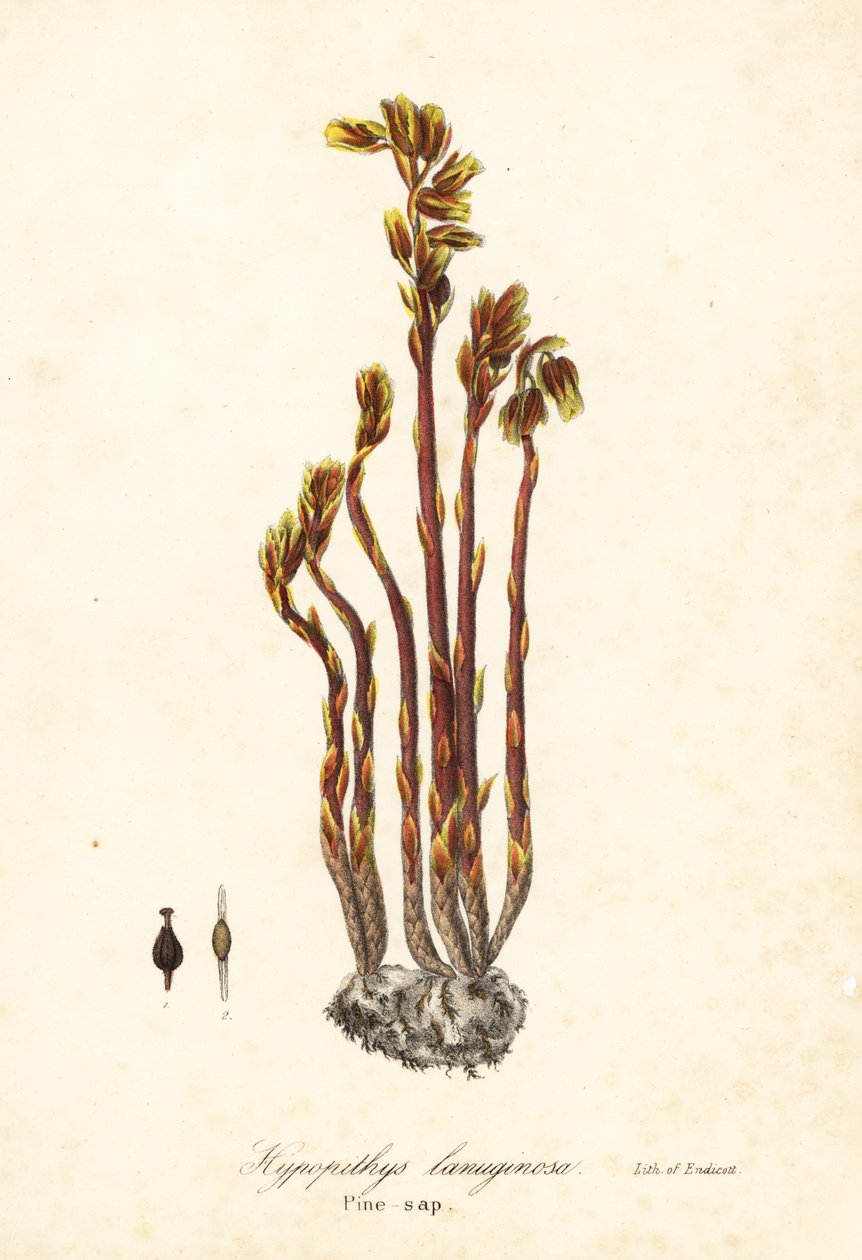 Pipa del holandés, falsa gota de haya, pinesap o nido de pájaro amarillo, Monotropa hypopitys (Pine-sap, Hypopithys lanuginosa) de Endicott Endicott